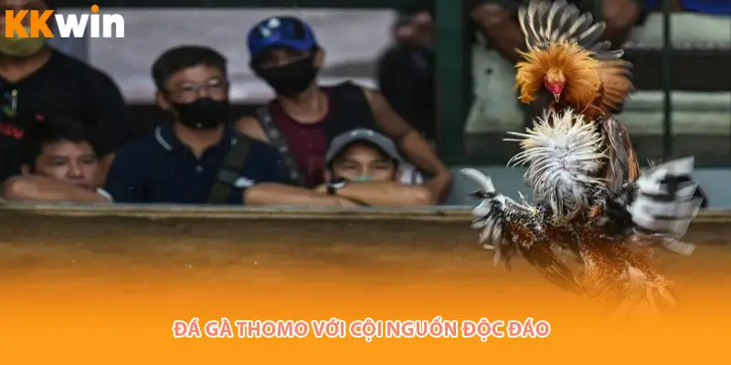 coi-nguon-doc-dao-da-ga-thomo