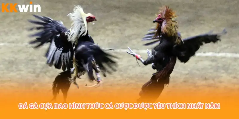 Đá gà cựa dao