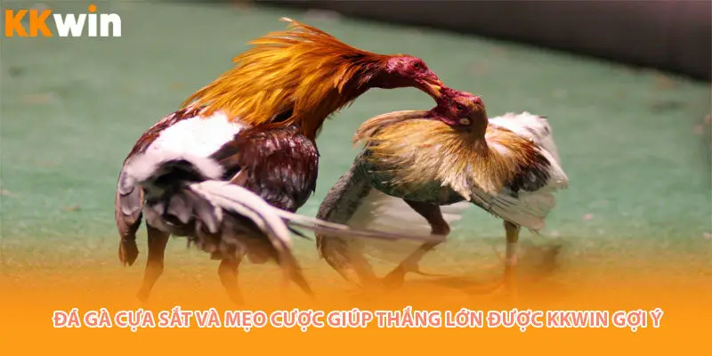 Đá gà cựa sắt