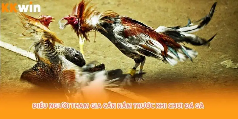 dieu-nguoi-tham-gia-da-ga-kkwin