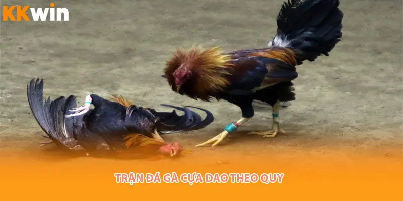 theo-quy-da-ga-cua-dao