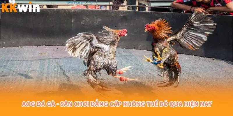 aog đá gà